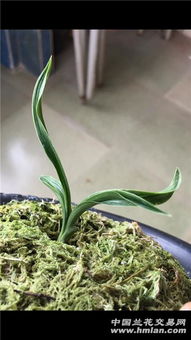 矮种草种植 打造精致低维护的绿色空间