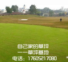 高清图片记录 从播种到成坪的草种植全流程