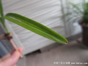 精品纯正矮种荷草 鱼肚圆头 下山龙根建兰 草残