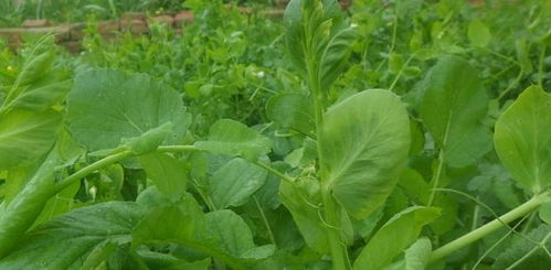 绿色健康AA标准 引领草坪种植新标杆