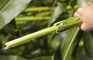 上海四区入选国家试点，绿色实力与发展前景全景解读