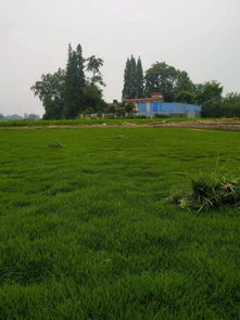 西安剪股颖草坪产业基地 优质工程苗批发与专业种植服务指南