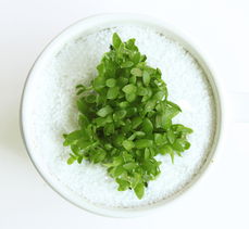 种草新体验 杯秀巴士咖啡草，把绿意与创意装进杯子