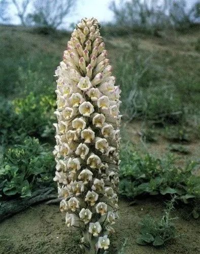 沙海生金 聚焦经济发展，阿拉善沙草产业迎来新机遇