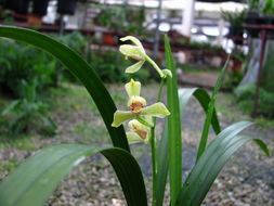 新精品荷仙引种与草种植技术解析