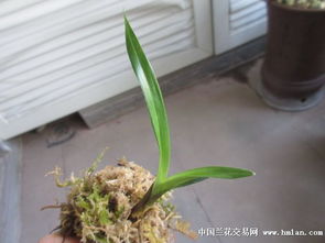 精品纯正矮种荷草 下山龙根建兰的鉴赏与种植指南