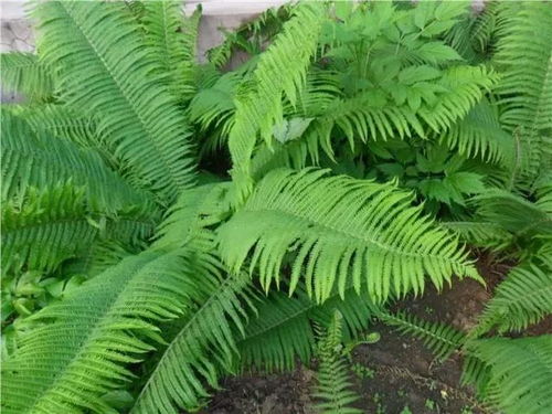 春季踏青谨防“毒草”误食 五种常见易中毒野菜辨识指南