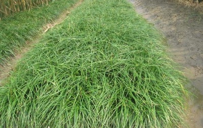 麦冬草在东北地区的种植适应性与栽培指南