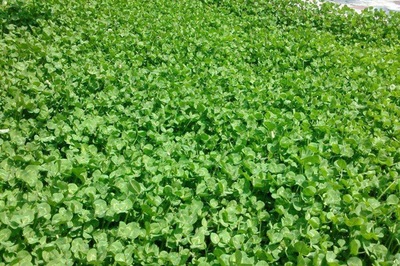 高效草坪建植与养护技术详解