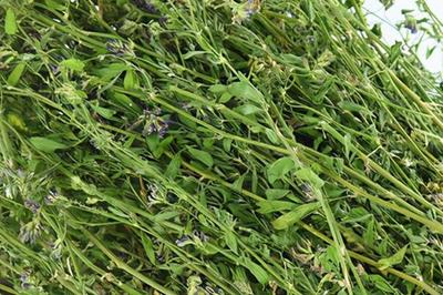 林地能否种植苜蓿草？可行性分析与种植建议