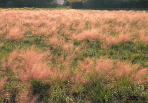粉黛乱子草种植技术与管理要点