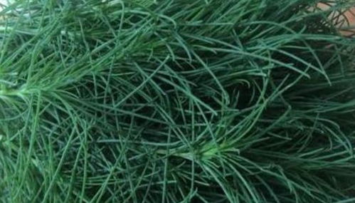 降压安神寻春草 一种民间食疗佳品的种植与妙用