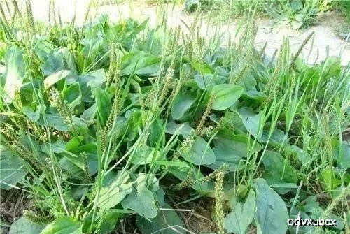 田间仙草 痛风克星与生态宝藏