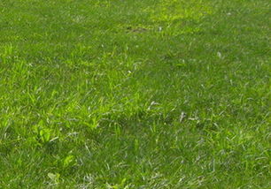 草种与饲草产品 正视缺口，把握草产业发展的战略机遇