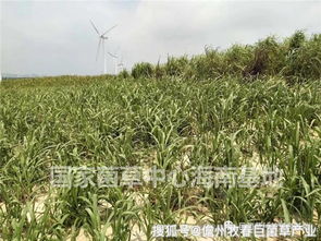 联合国官员高度评价平潭菌草种植经验，拟向全球推广示范项目